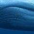 Синий кит Blue Whale Энциклопедия животных