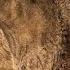 Puma Roar For Children Animal Sound