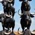 You Won T Believe How 20 Buffaloes Stacked Mid Air Shorts