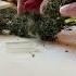 Bucking Dry Hemp Cannabis Hemp Cannabis Outdoorgrow Hempfarming Farming Pennsylvania Cowberry