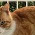 Mangy Fetlocks Song For Orange Kitty