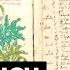 Voynich Manuscript Decoded The Mysterious Book Finally Solved