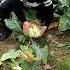 Is This Cabbage Still Edible