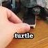 Turtle Uses Skateboard To Move Faster