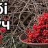 Калина СУПЕР СОРТ на штамбі Солодка Кущ чи дерево