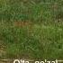 Qizg Aldoq
