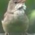Болотная камышовка Acrocephalus Palustris Marsh Warbler