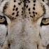 Capturing The Ghost Snow Leopard In 360