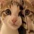 When Your Cake Is Too Cute To Eat CatCake TooCuteToEat BakingMagic Cutecakes Cat Cats