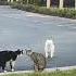 Dog Interrupts 2 Cats Fighting