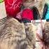 С 8 Марта кот 8марта Cat котики рек Cutecat Shorts животные
