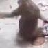 Dog And Monkey Funny Moment Fun Funny Funnyvideo