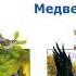 Николай Сладков Медведь и солнце Сказки Сладкова Слушать