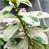 Snow On Flowers Music Song Tree Flowers Slowed And Reverb Slowed Slow Motion