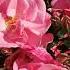 5 Mick 1988 Millennium Rose
