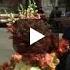Enya Only Time Sweet November Movie Soundtrack