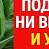 15 капель под капусту и ни одного вредителя Как спасти урожай от слизней и гусениц Подкормка