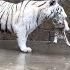 TIGERS CUBS Of Rare WHITE Tigers