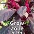 RED AMARANTH GROW IN YOUR GARDEN FOR THEIR EDIBLE SEEDS AND LEAVES