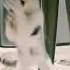 My Cat Name Bow