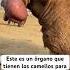 Cosas Extrañas Que Tienen Los Animales Shorts Camello