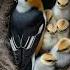 Pied Flycatcher Nesting In A Quiet Bird Box Flycatcher Birdnest Birds Nature Wildlife Aiart