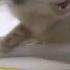 Catnip Gives You Wiings