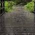 Goodnight To Insomnia W Relaxing Rain Sounds For Sleep Fall Asleep FAST Under 5 Min Forest Bridge
