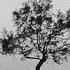 Mikael Sapin Wind In The Trees