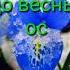 скоро весна Shorts весна ждемвесну