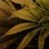 Kush Is My Cologne
