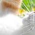 Soothing Music For Cats Who Are Alone At Home Music To Relieve Stress And Anxiety For Cats Musi