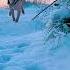 Let It Snow Let It Snow Let It Snow Silverfox Snow Labrador Puppy