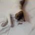 Cat Catlovers Catvideos Pets Cute Funnyvideo Explore Youtubeshorts Trendingshorts Song 1m