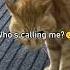 Cats Speaking English Part 3
