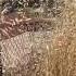 Tall Dry Grass Crunchy Sound