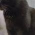 Только черному коту и не везёт Cat котик