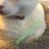 CAT DANCING SONG WITH SOUND EPIC ENTERTAINMENT CATS MEME CAT CUTCAT NEW IN 2025