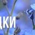 Незабудки