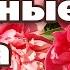 ТОП 10 КРАСИВЫХ СОРТОВ ПИОНОВ СЕЗОН 2020