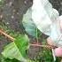 Редкий кустарник в наших садах Гумми или лох многоцветной сад лето цветы Garden огород