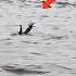 Aneh Gorgon Hanyut Di Sungai Baritom Shrots Buaya Predator Sungaibarito