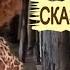 Курортные романы бывают разные черные белые красные Отдых на Занзибаре Shorts прикольноевидео