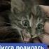 Кошки умеют наслаждаться жизнью кошкавдоме кайф лисса Cat красота кошка россия