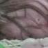 파워레인저 정글포스 정글화이트 죽음 동심파괴ㄷㄷ