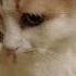 Котовая молитва юмор Cat любимыйкот желаю позитивный кот топ хит рекомендации Shorts
