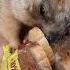 Тошка разбирает продукты ручной сурок домашний байбак Marmot Cute Animals