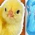 ЦЫПЛЯТА рисуют Как нарисовать СЛОНА для детей от РыбаКит