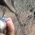 TOP 10 CAPE BUFFALO HUNTS