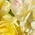 Rose May Garden Ukraine 2024 David Austin Old Rose Japanese Ukrainian Bred And More Varieties